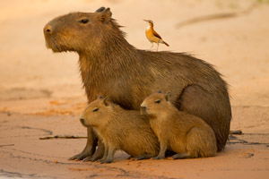 capybara